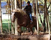 draft-horse