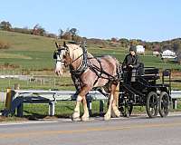 all-around-draft-horse