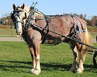 athletic-draft-horse