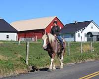 beginner-draft-horse
