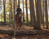 companion-draft-horse