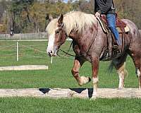 driving-draft-horse