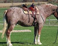 experienced-draft-horse