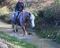 finished-draft-horse