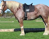flashy-draft-horse