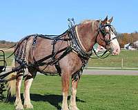 halter-draft-horse