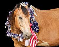 all-around-paint-horse