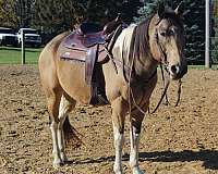 drill-team-paint-horse