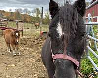 companion-halter-foal