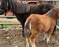 star-horse