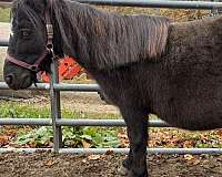 companion-halter-broodmare