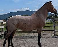 white-snip-stripe-sock-pony