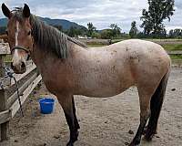 red-roan-white-snip-stripe-sock-pony