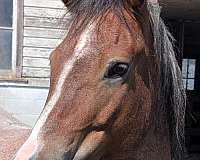 prospect-new-forest-pony