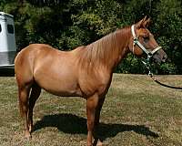 dun-quarter-horse-filly