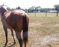 dun-filly-for-sale