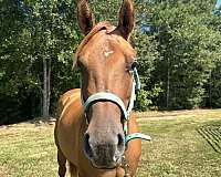 15-hand-quarter-horse-filly