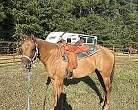dun-quarter-horse-for-sale