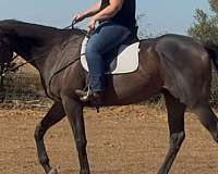 thoroughbred-horse-for-sale