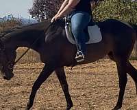 thoroughbred-horse
