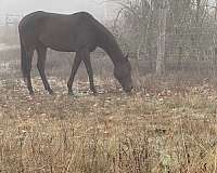obstacle-course-thoroughbred-horse