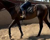 amateur-thoroughbred-horse