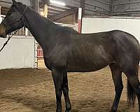 small-star-no-other-white-horse