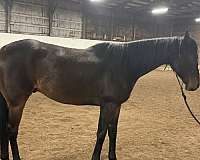 bay-small-star-no-other-white-horse