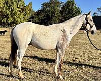 appaloosa-gelding