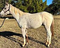 appaloosa-horse-for-sale