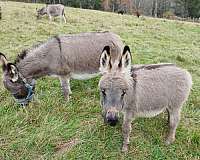 light-grey-with-dark-stripe-on-backshoulder-donkey