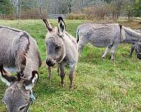 grey-light-with-dark-stripe-on-backshoulder-donkey