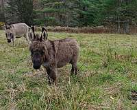 dark-brown-grey-with-darker-stripe-on-backshoulders-donkey