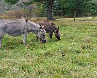 grey-dark-brown-grey-with-darker-stripe-on-backshoulders-donkey