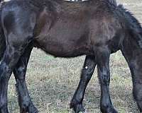 eager-colt