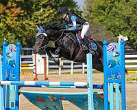 thoroughbred-mare