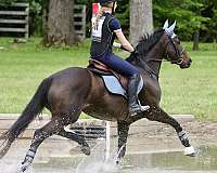 thoroughbred-horse-for-sale
