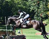 thoroughbred-horse