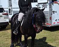 hunt-seat-equitation-fell-pony