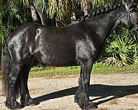 hunter-under-saddle-fell-pony
