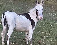 overo-mare-for-sale