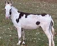 overo-donkey-mare