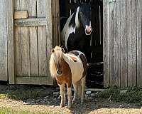 brown-white-pony