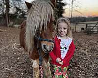tobiano-brown-white-pony