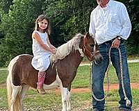 all-around-pony