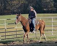 splashy-white-on-her-legs-horse
