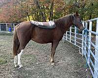 sorrel-splashy-white-on-her-legs-horse
