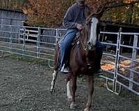ranch-racking-horse