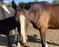 bay-brindle-horse