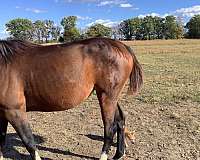 brindle-horse
